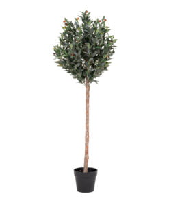 Køb Oliventræ 150 cm online billigt møbel