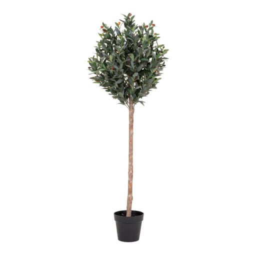 Køb Oliventræ 150 cm online billigt møbel