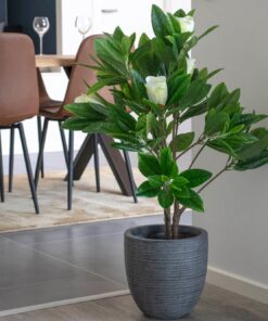 Køb Magnoliatræ - Kustig plante