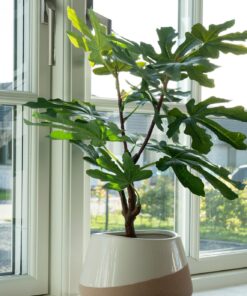 Køb Figentræ - Kunstig plante