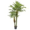 Køb Arecapalme 170 cm med 2 stammer og 33 palmeblade online billigt møbel