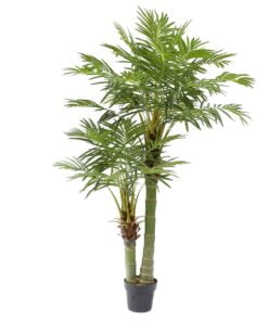 Køb Arecapalme 170 cm med 2 stammer og 33 palmeblade online billigt møbel