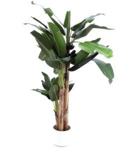 Køb Bananpalme 280 cm med 30 blade online billigt møbel