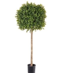 Køb Buksbum kugleform 105 cm høj Ø38 (1.188 blade) online billigt møbel