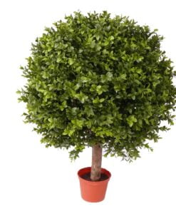 Køb Buksbum kugleform 65 cm høj Ø48 (1.548 blade) online billigt møbel