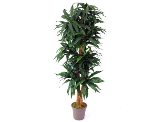 Køb Dracena palme 200 cm med 368 blade online billigt møbel