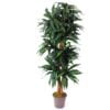 Køb Dracena palme 150 cm med 210 blade online billigt møbel