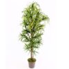 Køb Dracena palme 150 cm med 560 blade online billigt møbel