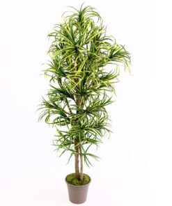 Køb Dracena palme 150 cm med 560 blade online billigt møbel