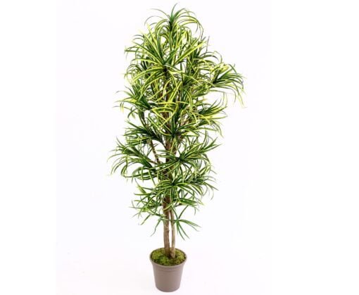 Køb Dracena palme 150 cm med 560 blade online billigt møbel