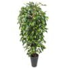 Køb Ficus Benjamini 180 cm (1.440 blade) online billigt møbel