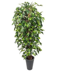 Køb Ficus Benjamini 180 cm (1.440 blade) online billigt møbel