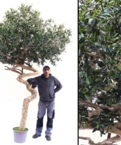 Køb Oliventræ 315 cm med tyk stamme (18.000 blade) online billigt møbel