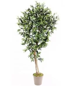 Køb Oliventræ 150 cm (1.536 blade) online billigt møbel