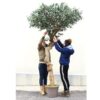 Køb Oliventræ 275 cm med tyk stamme (9.600 blade) online billigt møbel