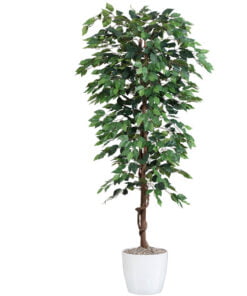 Køb Ficus Benjamini 180 cm (1.008 blade) online billigt møbel