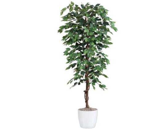 Køb Ficus Benjamini 180 cm (1.008 blade) online billigt møbel