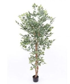 Køb Ficus Benjamini 150 cm (840 blade) online billigt møbel