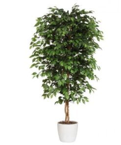 Køb Ficus Benjamini 240 cm (2.268 blade) online billigt møbel