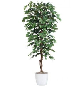Køb Ficus Benjamini 200 cm (2.064 blade) online billigt møbel