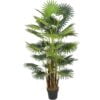 Køb Areca palme 160 cm med 41 palmeblade online billigt møbel