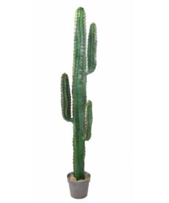 Køb Kaktus Mexico 150 cm med 3 arme online billigt møbel