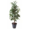 Køb Ficus Alii Bush 190 cm online billigt møbel