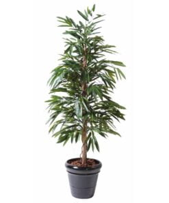 Køb Ficus Alii Bush 190 cm online billigt møbel