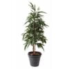 Køb Ficus Alii Bush 160 cm online billigt møbel