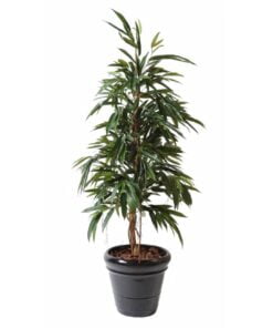 Køb Ficus Alii Bush 160 cm online billigt møbel